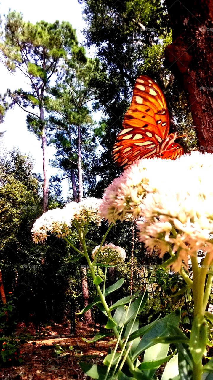 glorious mother nature orange butterfly on white and pink flowers surrounded by oak and pine trees