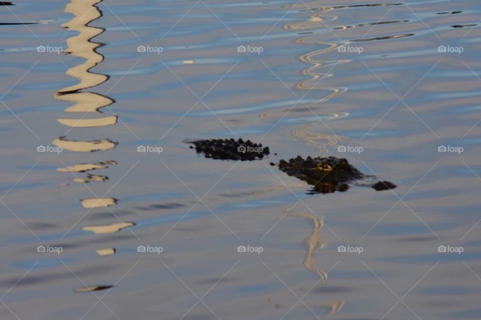Alligator in the marina of the hotel ports of the island in Everglades City, Florida in August 2018