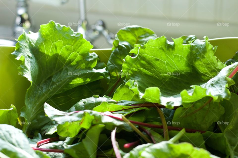 Low-angled view of garden-fresh mixed baby greens in green colander in natural light  by a kitchen sink