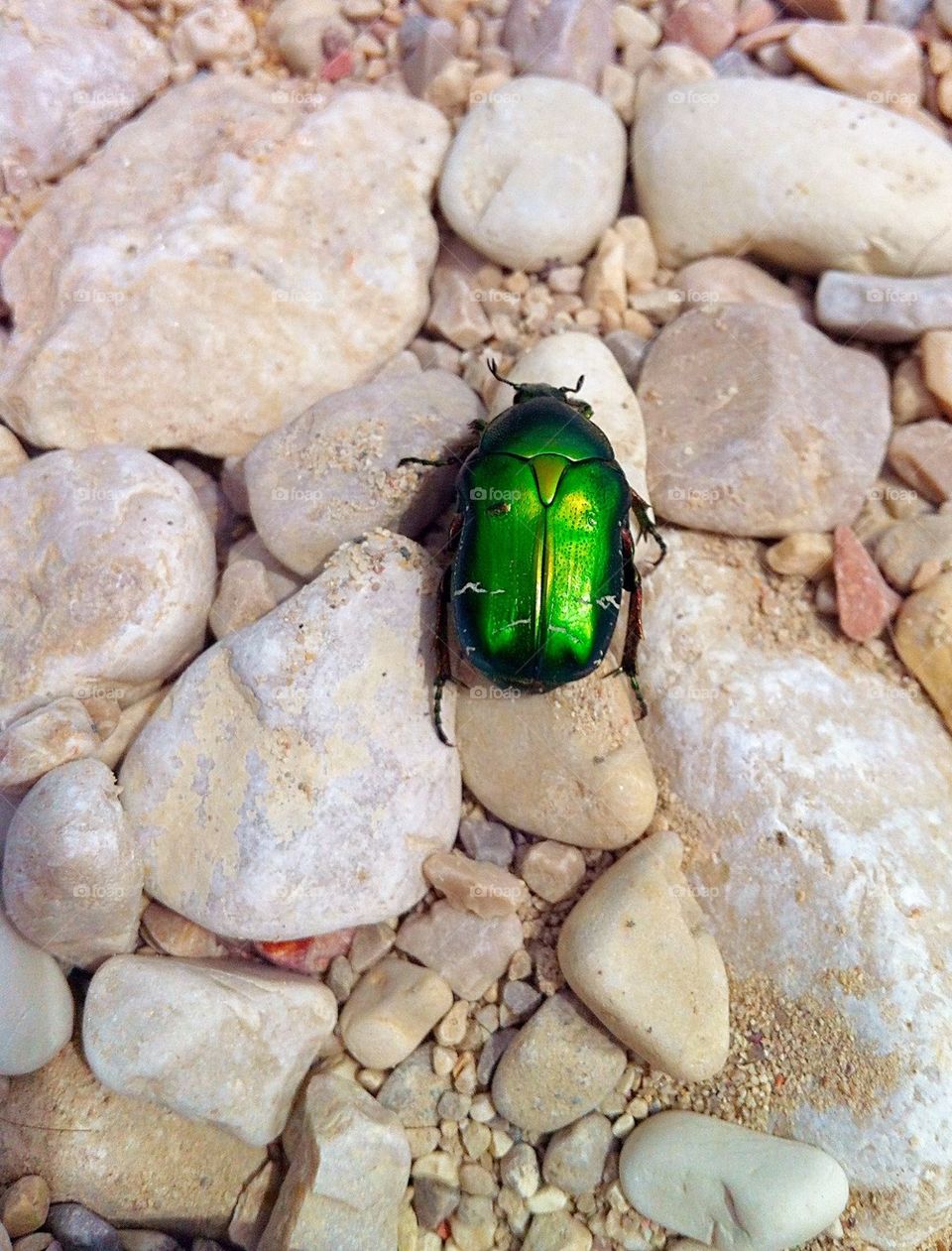 Green beetle on pebbles