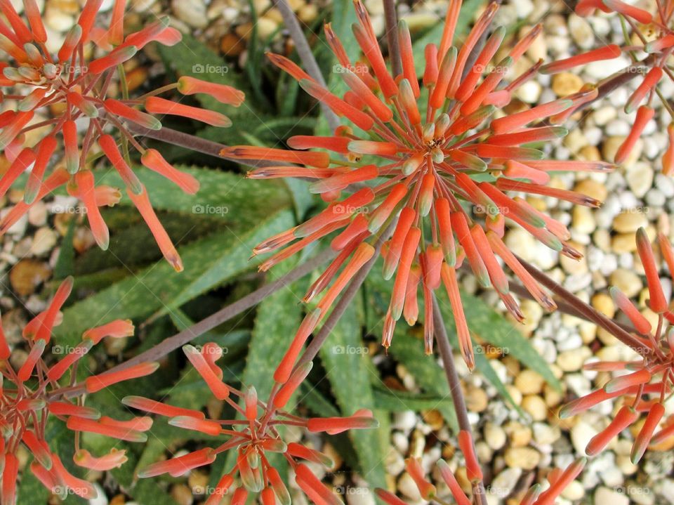 High angle view of flowers