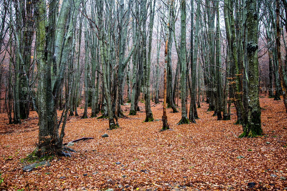 Trees in the forest