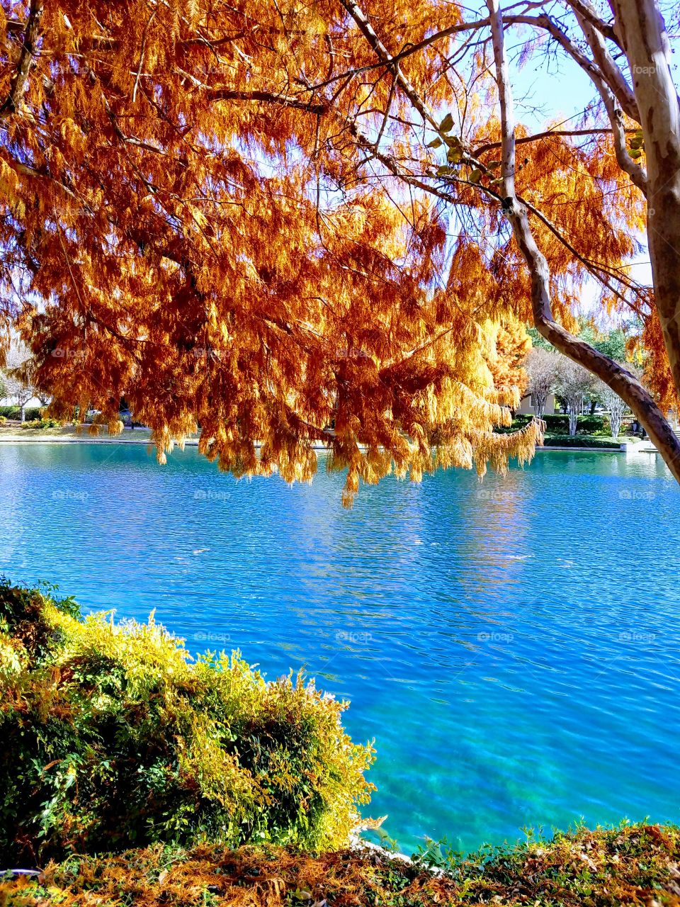 Fall colors Shops at Legacy