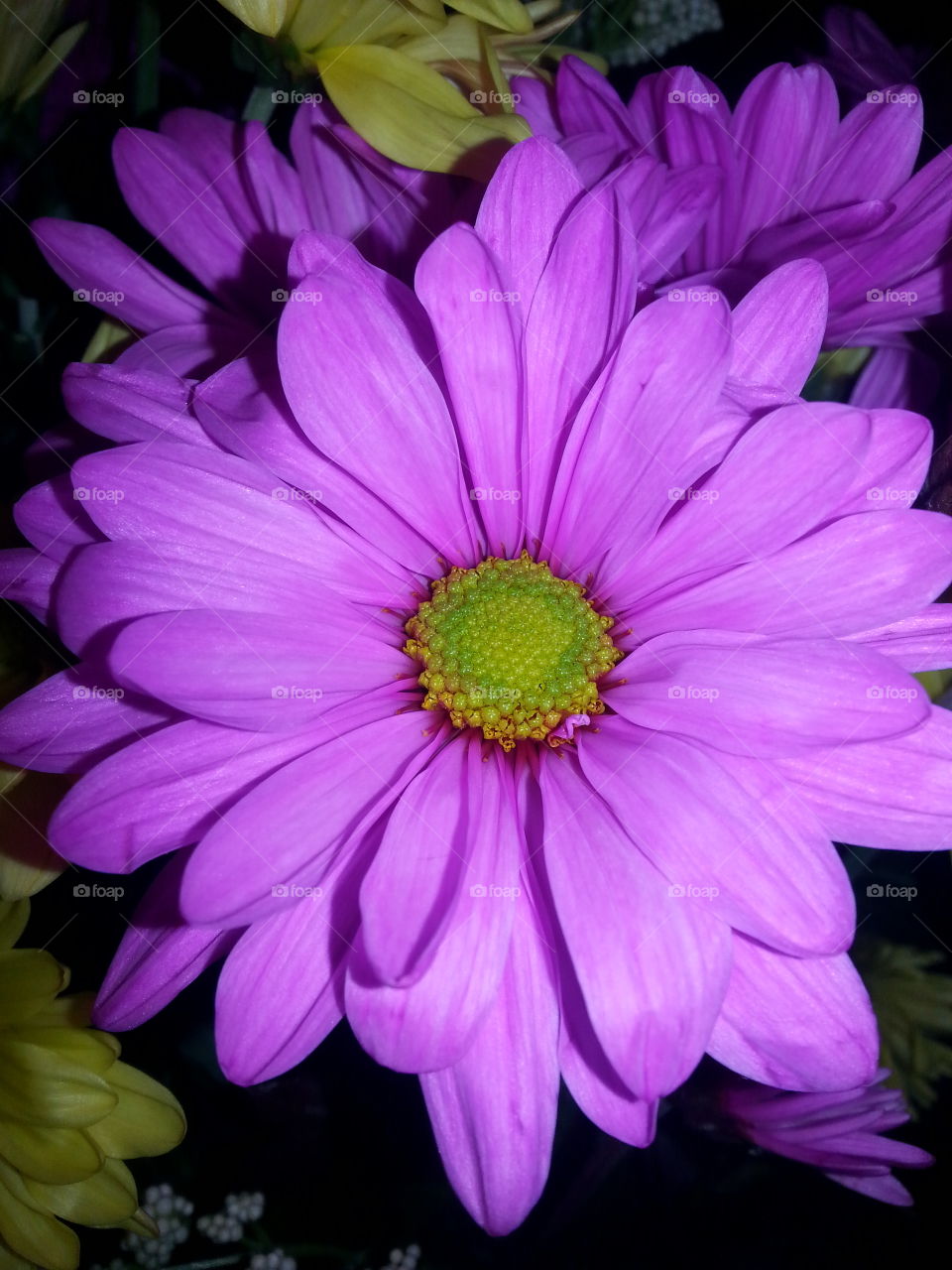 Close-up of purple flower