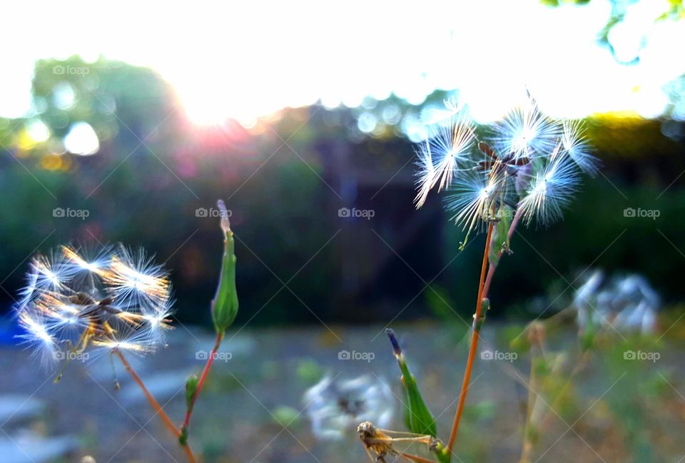The last rays of sun deflected off Dandelions