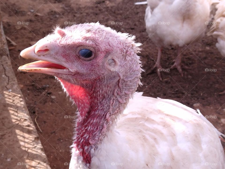 White turkey