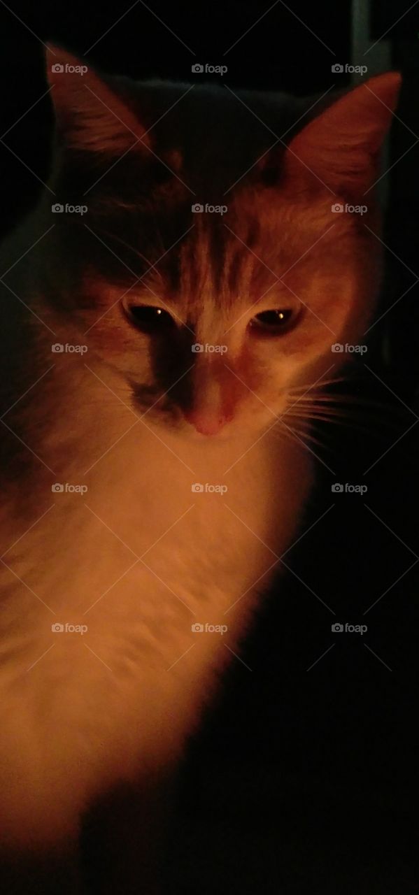 night light 
cat