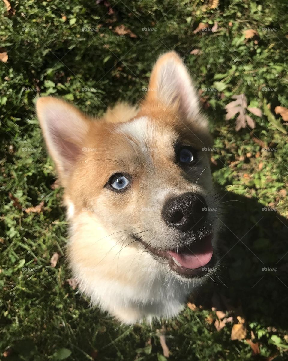 Dog looking up in excitement 