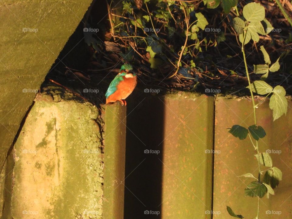 A kingfisher on a post 
