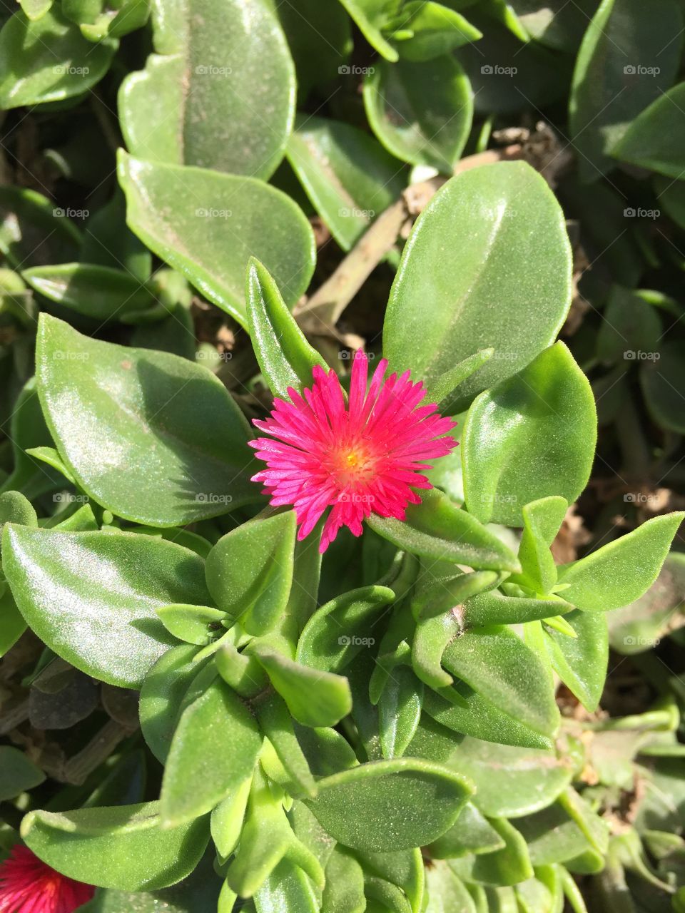 Flowers in Cape Verde