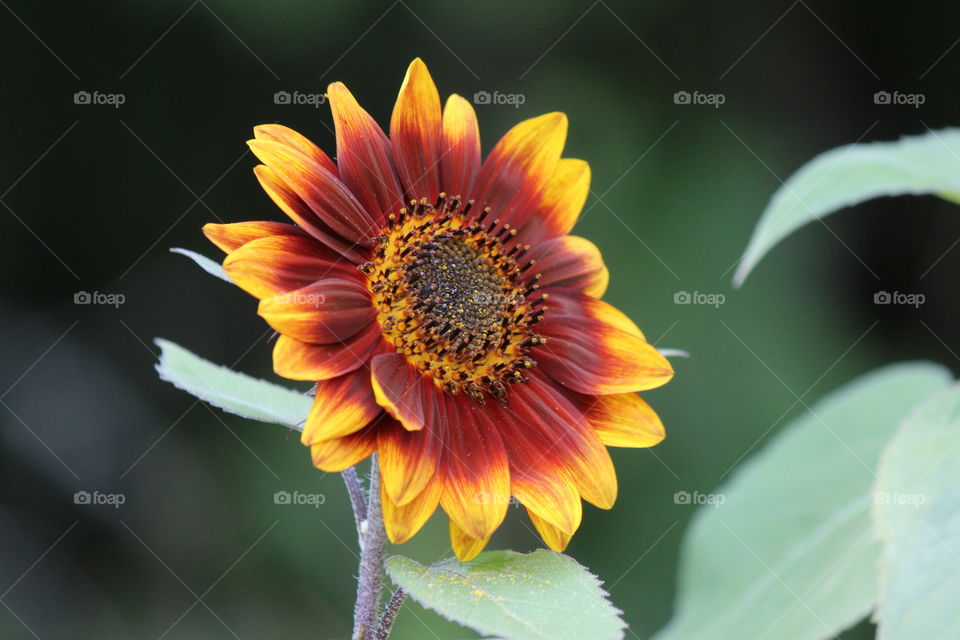 always facing the sun, the sunflower so full of beauty
