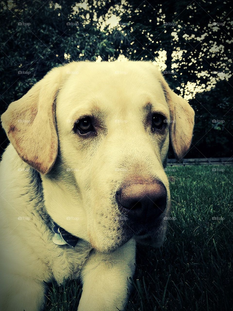 Yellow Labrador 