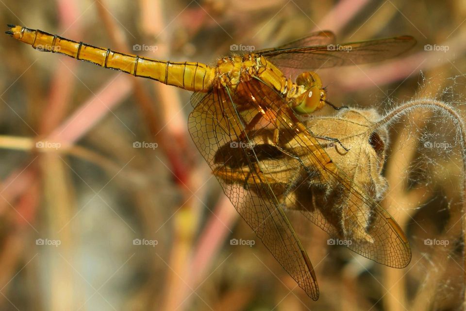 dragonfly on dry leaf