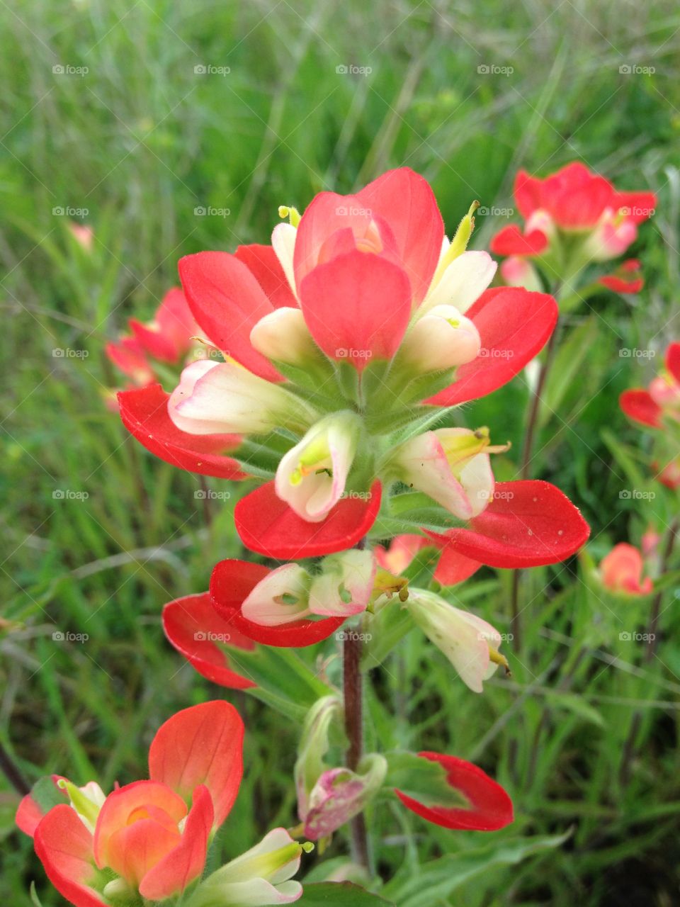 Texas wildflower - Indian Paintbrush