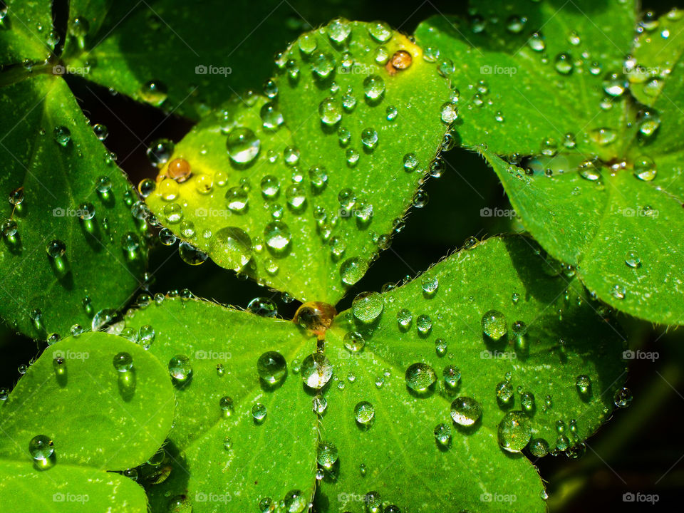 green clover with water droplets in the sun