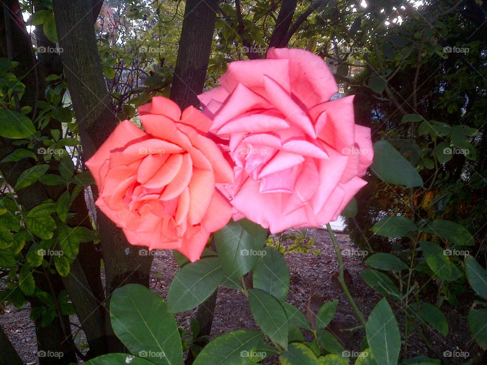 Rose. A rose pair at ATI roodepoort