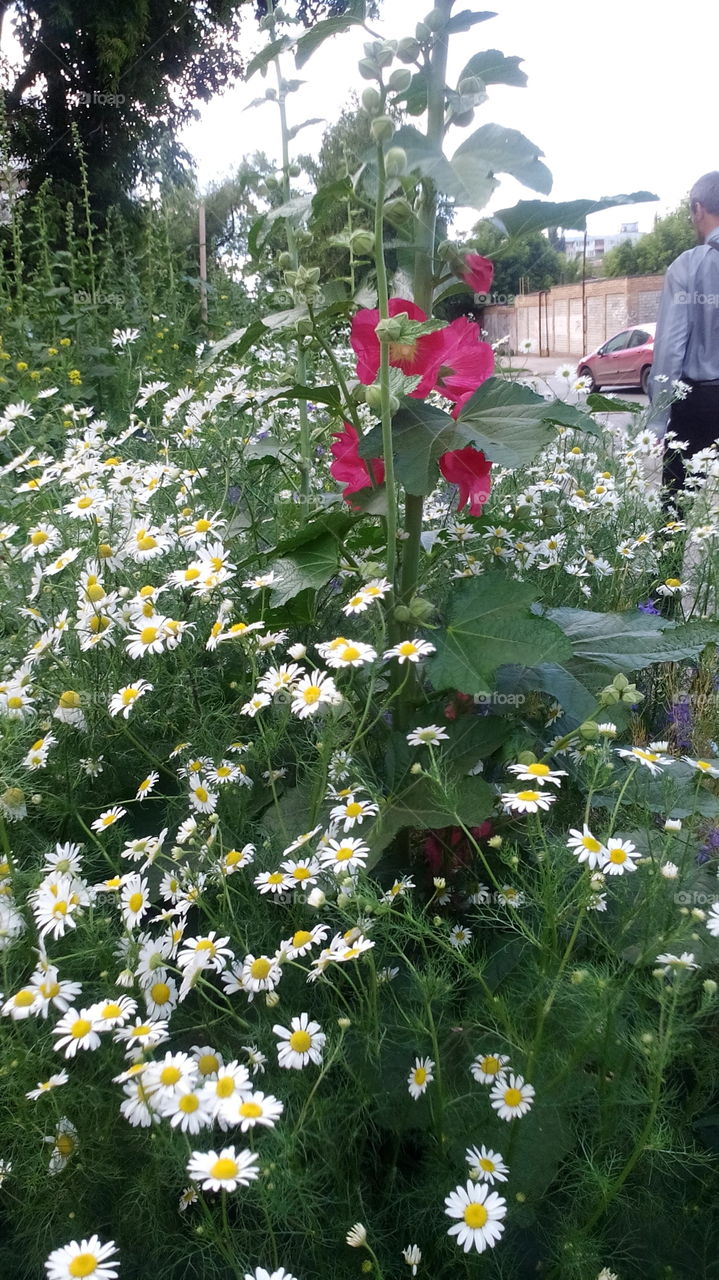 Chamomile and mallow.