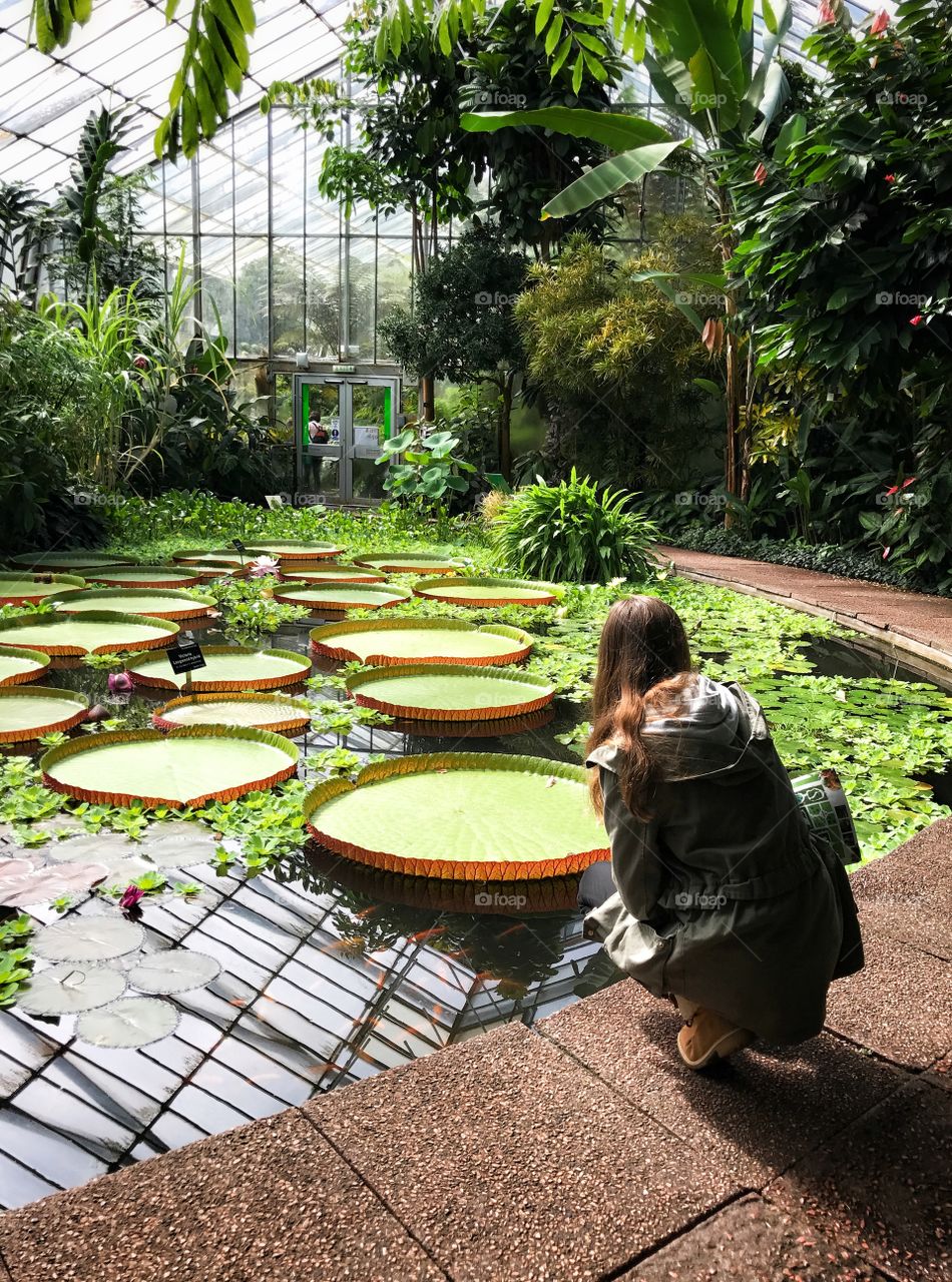 A crouching woman admires giant Amazonian lily pads floating in a pond in conservatory at the Royal Botanical Gardens in Edinburgh Scotland
