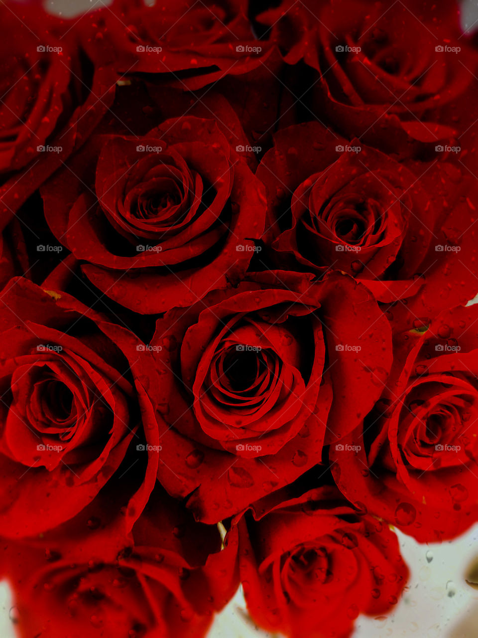 red roses