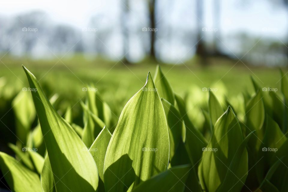 Closeup of Lily of the Valley shoots against a blurred rural background in early spring
