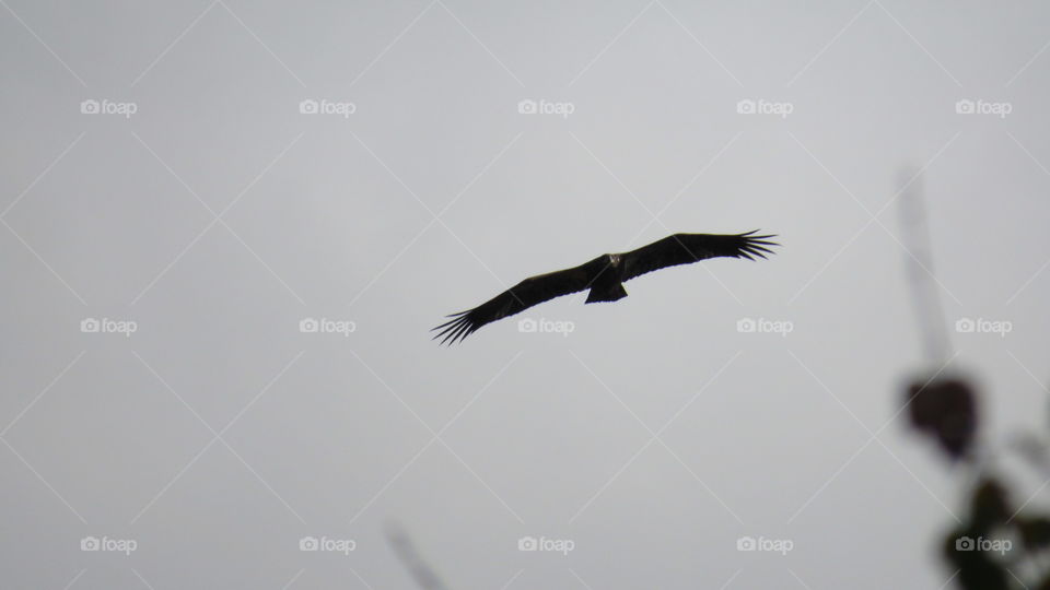 Bird, Raptor, Eagle, Wildlife, Flight