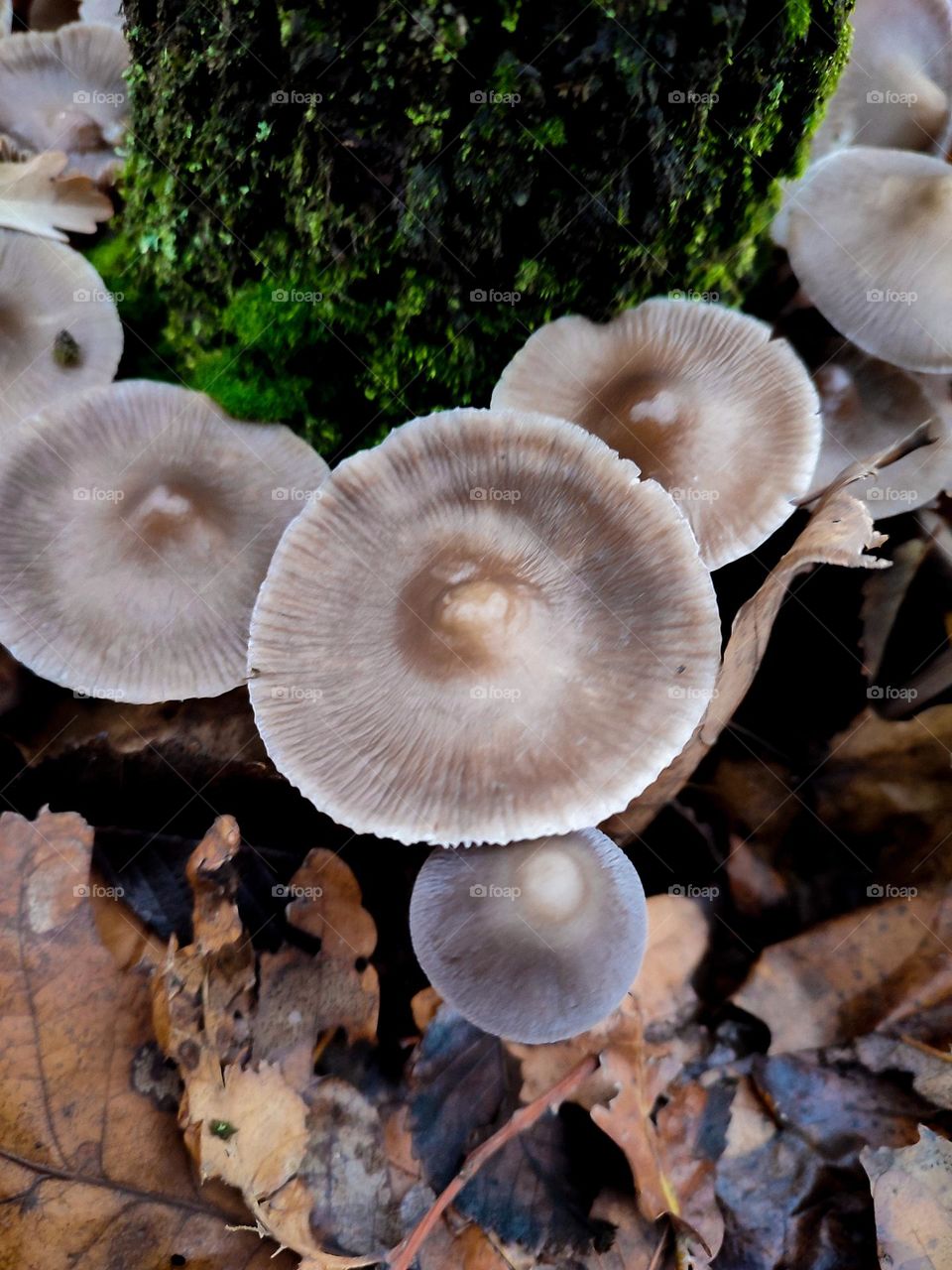 Large group of Mycena polygramma mushrooms