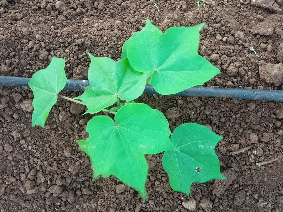 Cotton Farming ☘️