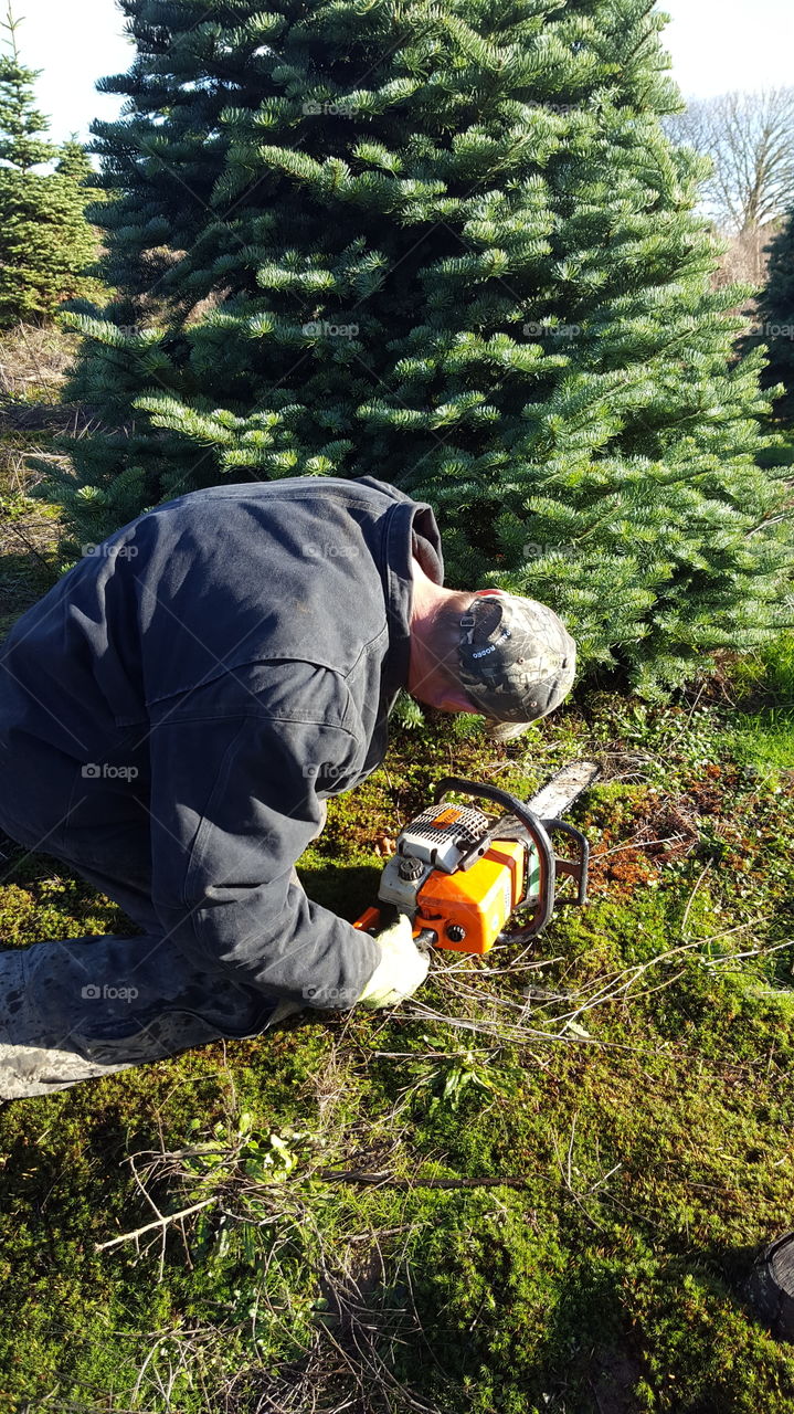 cutting a tree