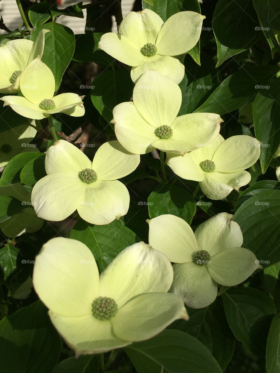 Kousa Dogwood 