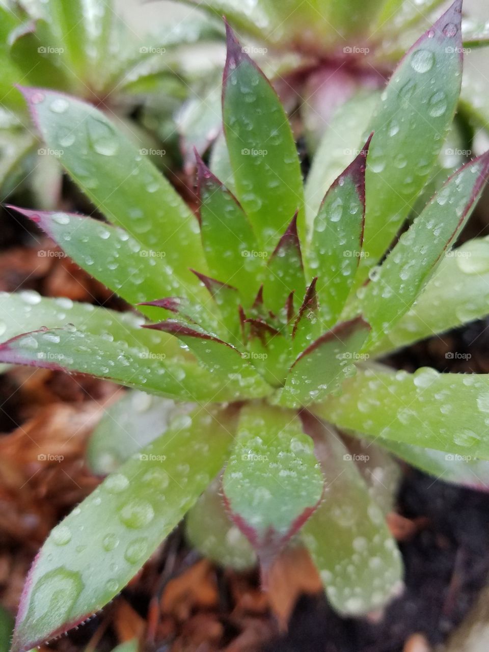 Macro succulent