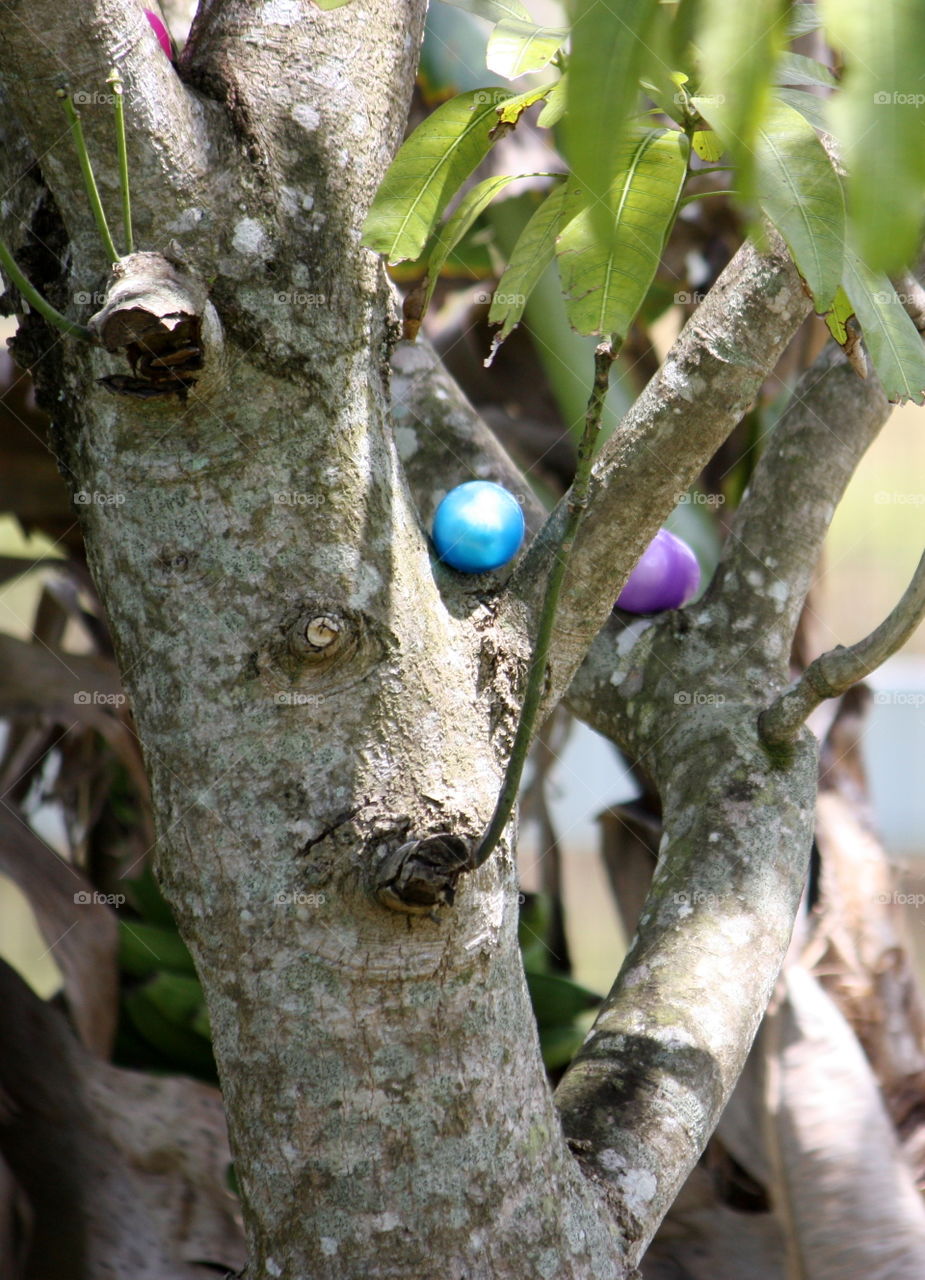 Easter Eggs in tree