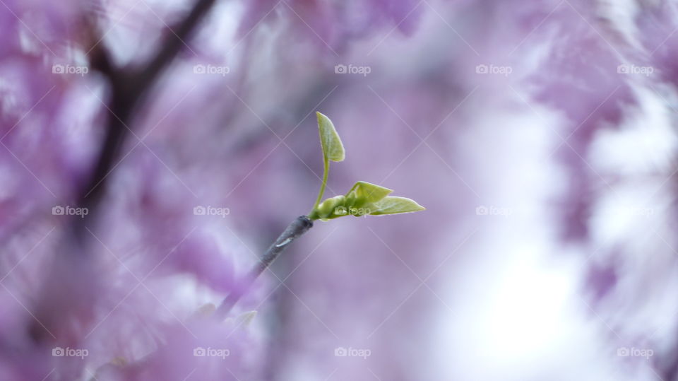 Spring leaves