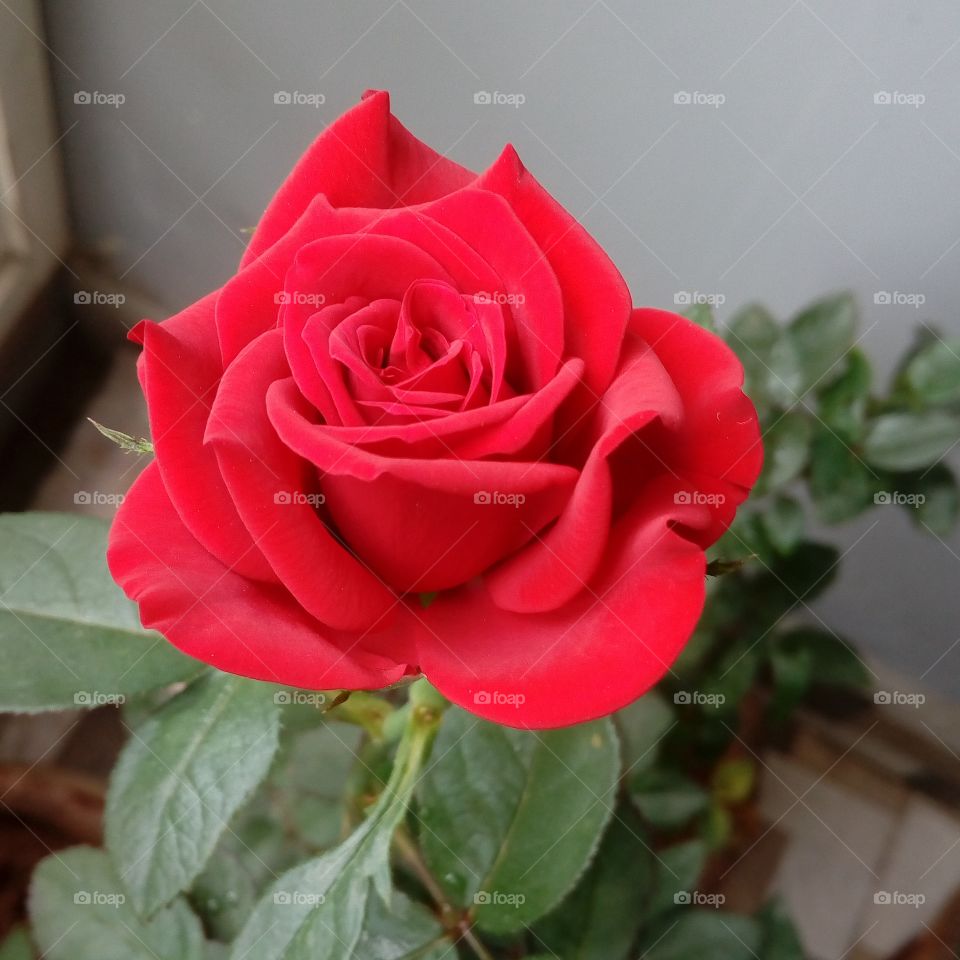 rose
