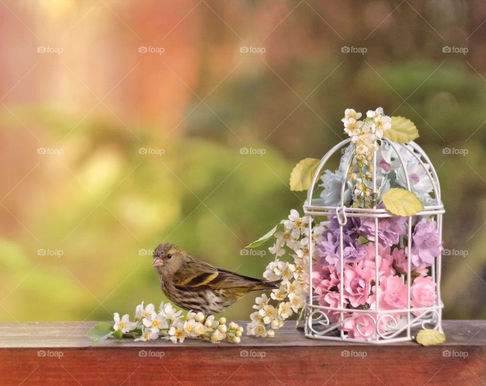 Siskin and cage with flowers