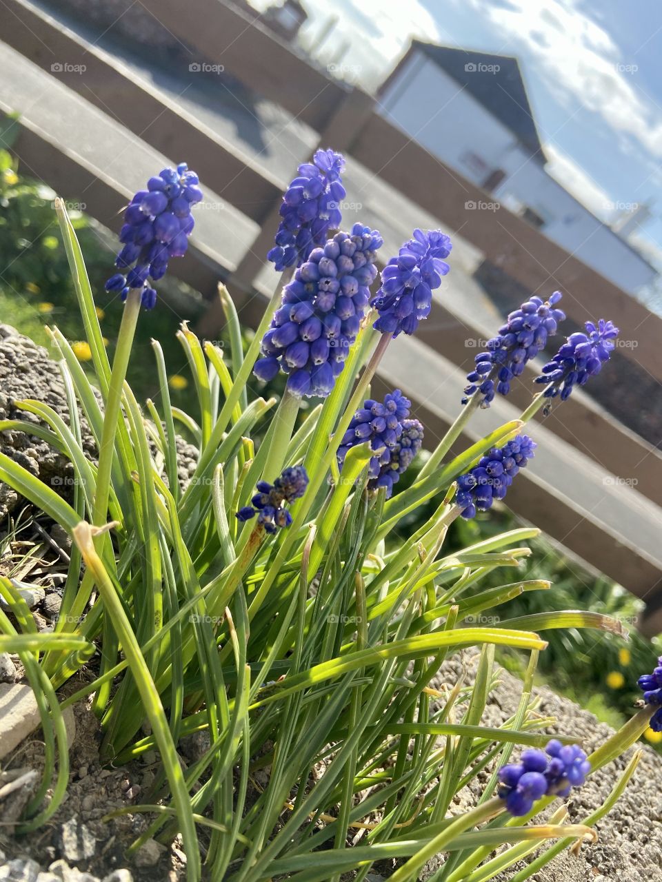 Pretty in Blue - beautiful, delicate and vibrant. I absolutely adore these, they’re just amazing 🤩
