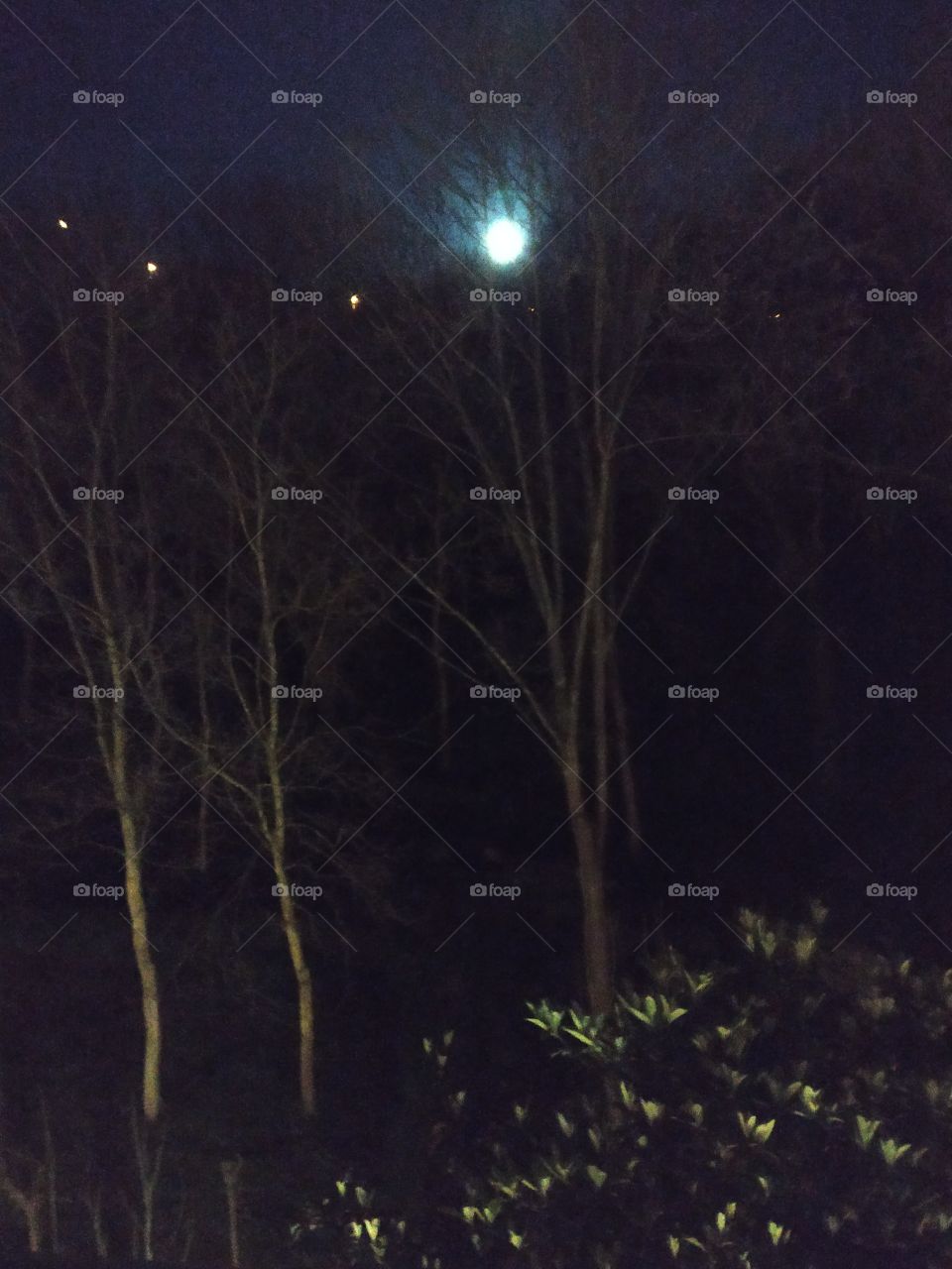moon behind trees