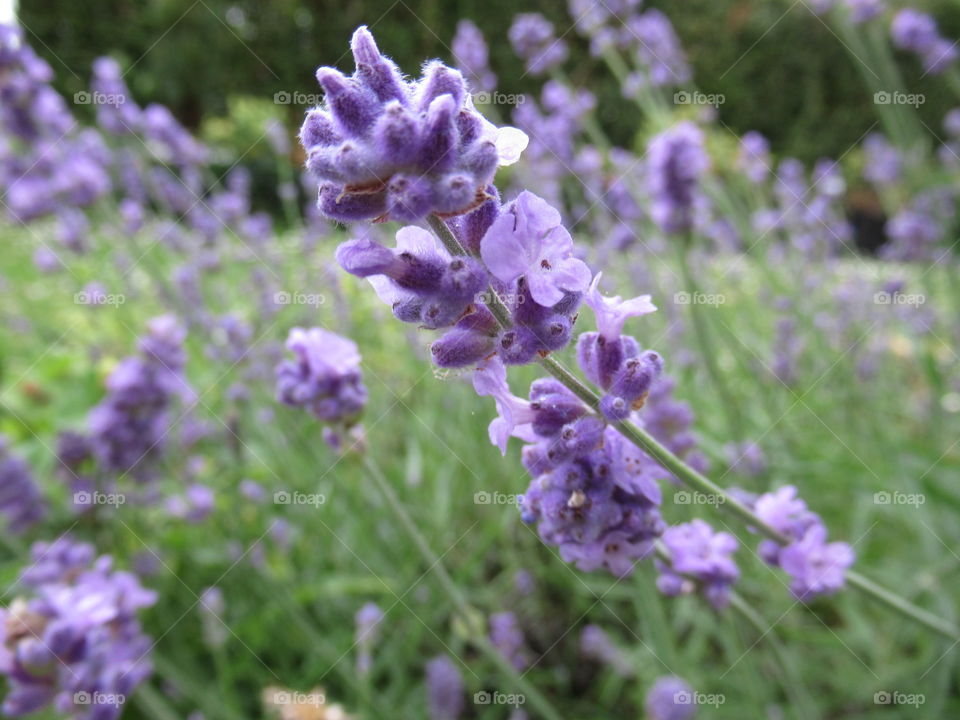 Lilac Lavender