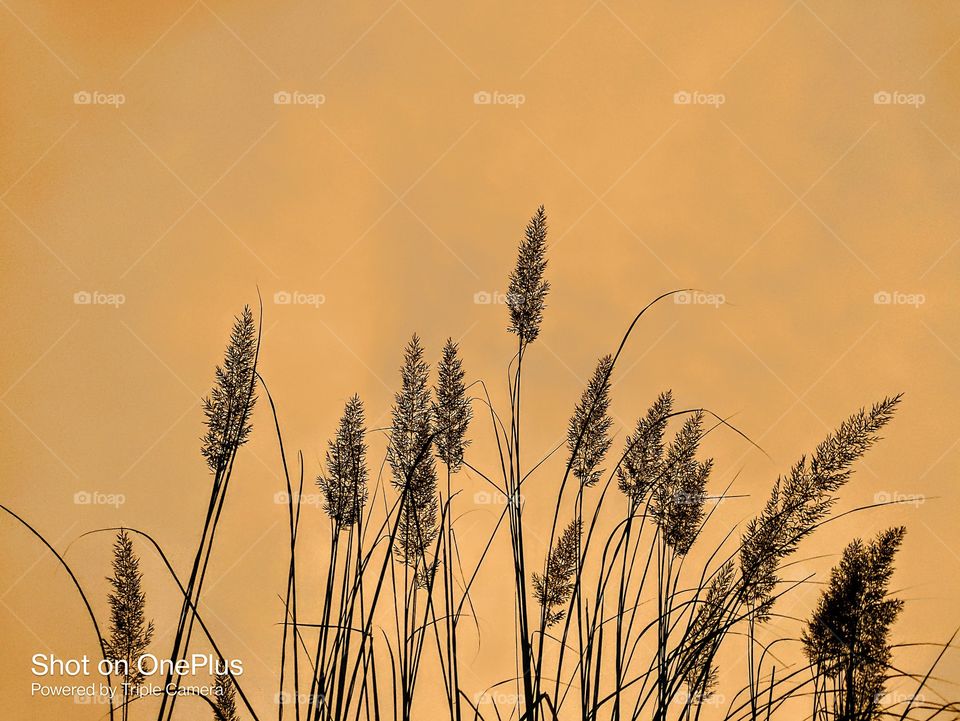 Editor choice, photo of week