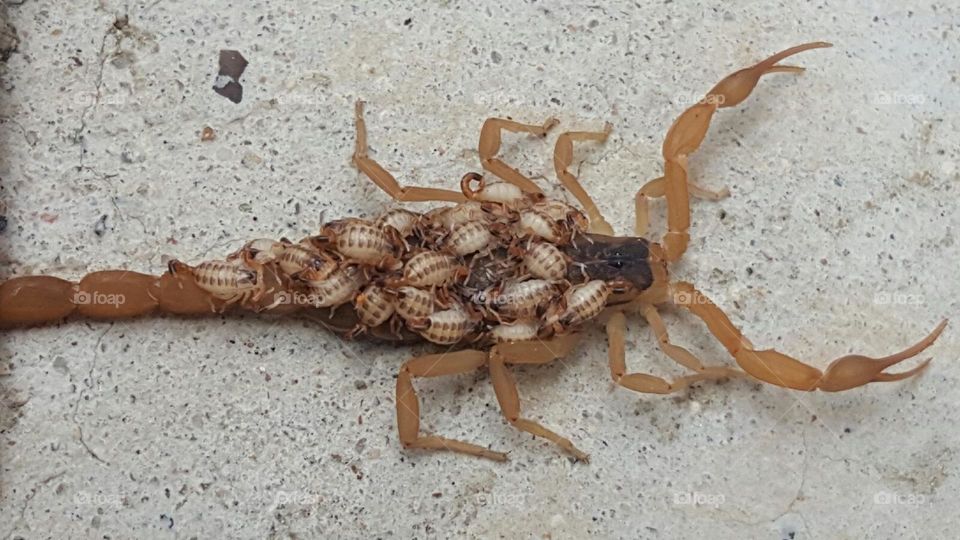 scorpion moma