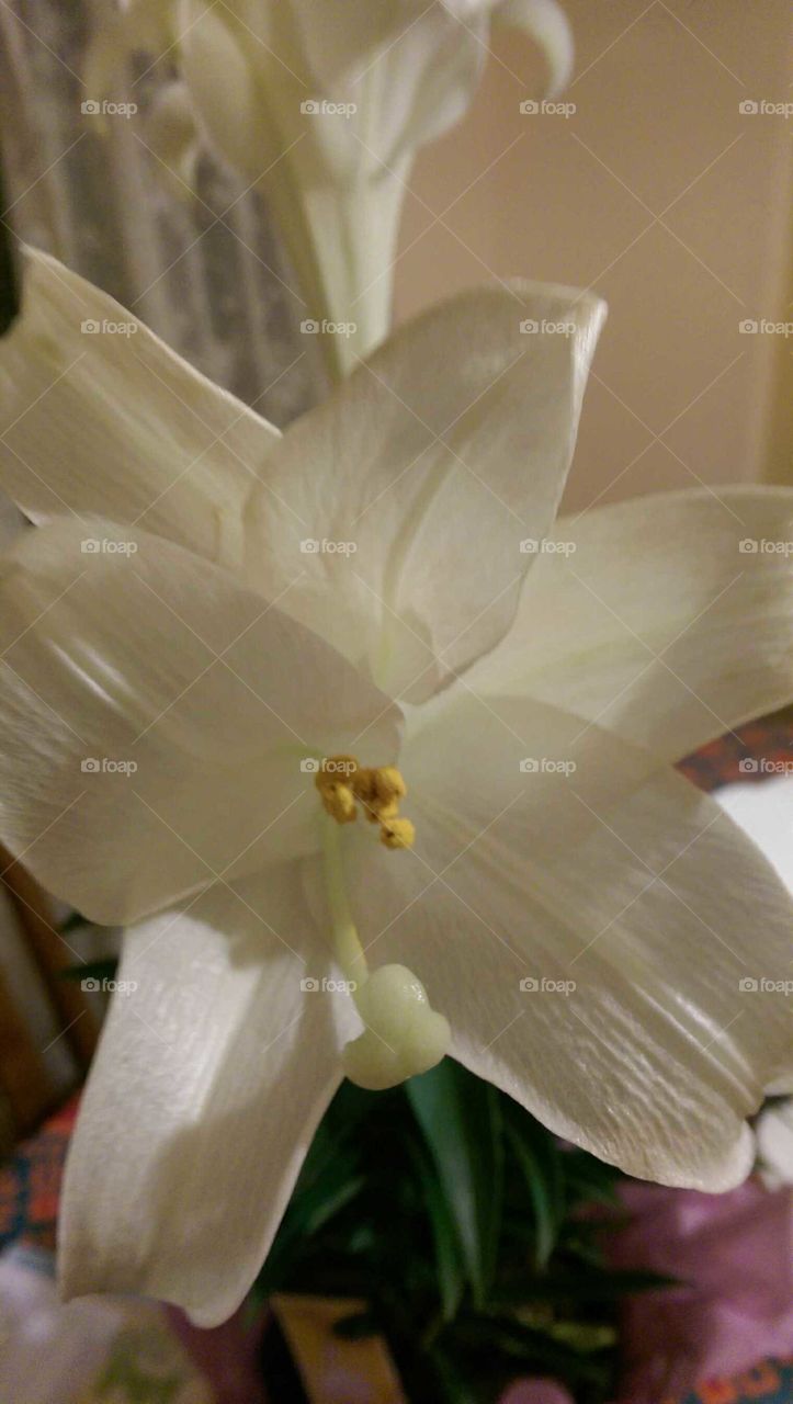 White Lily.