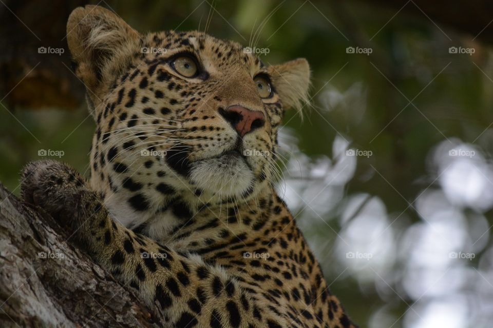 How beautiful a leopard in a tree