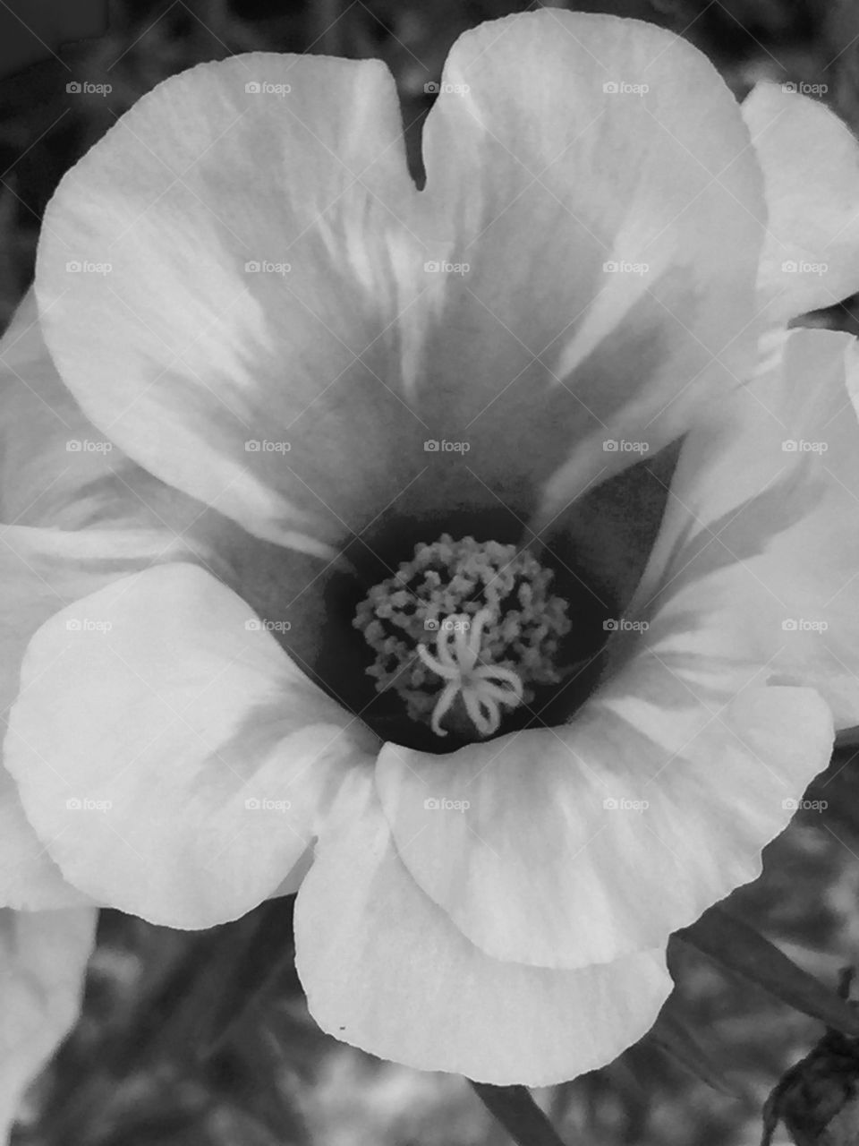 up close and personal with a flowers B&W