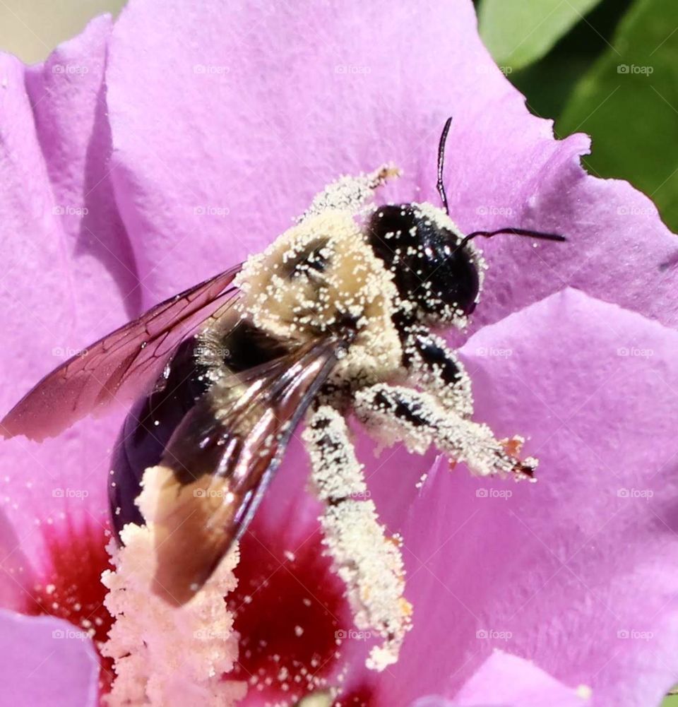 Carpenter bee coming out of flower with pollen covered legs