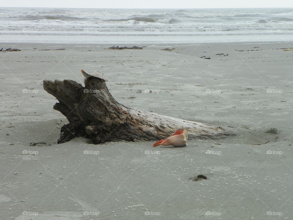 Sea shell & drift wood