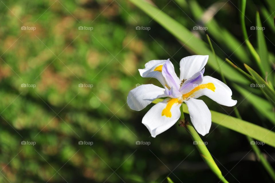 Flower, Nature, No Person, Flora, Leaf