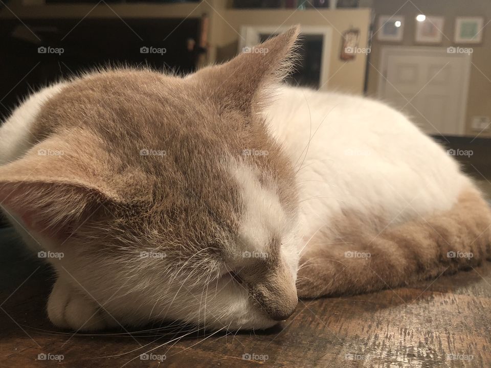 Cat sleeping on table 