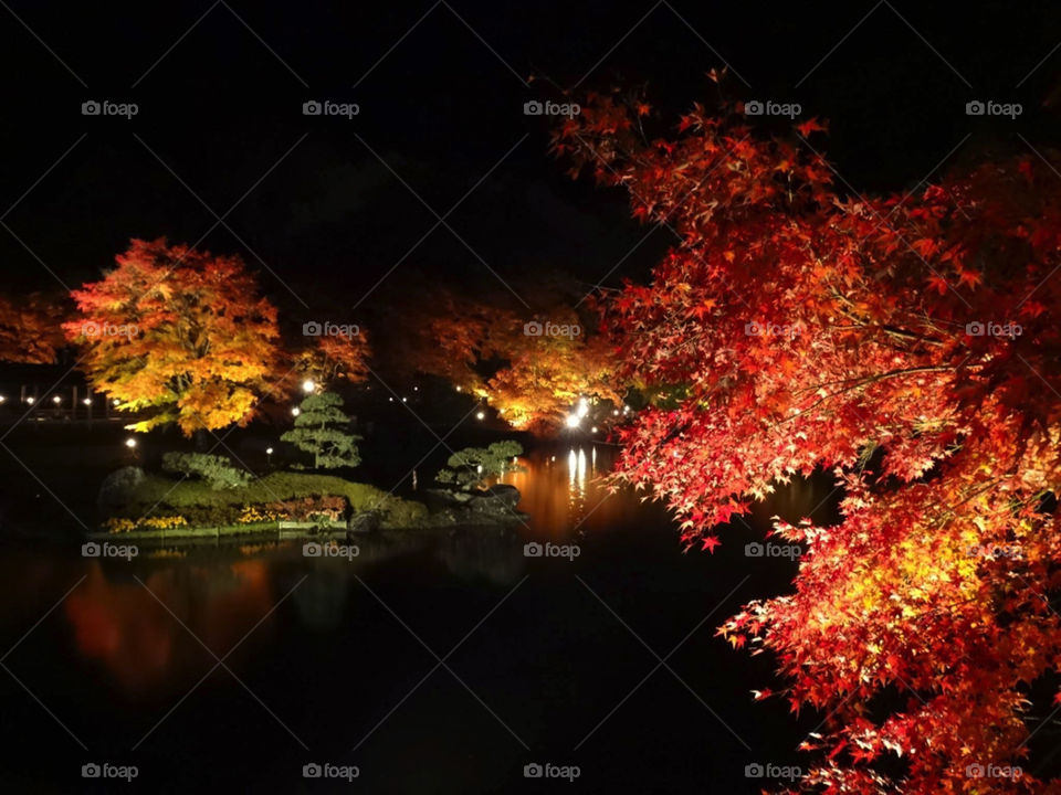Autumn leaves at night