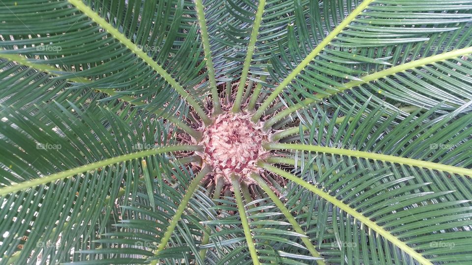 Cycad