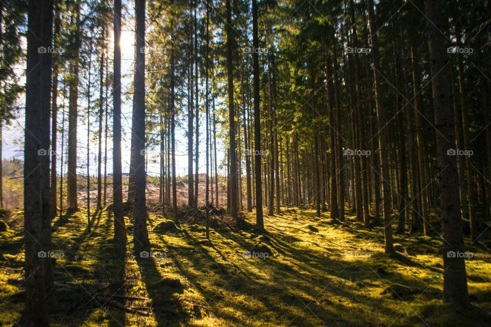 Dream. Woods in Småland sweden 