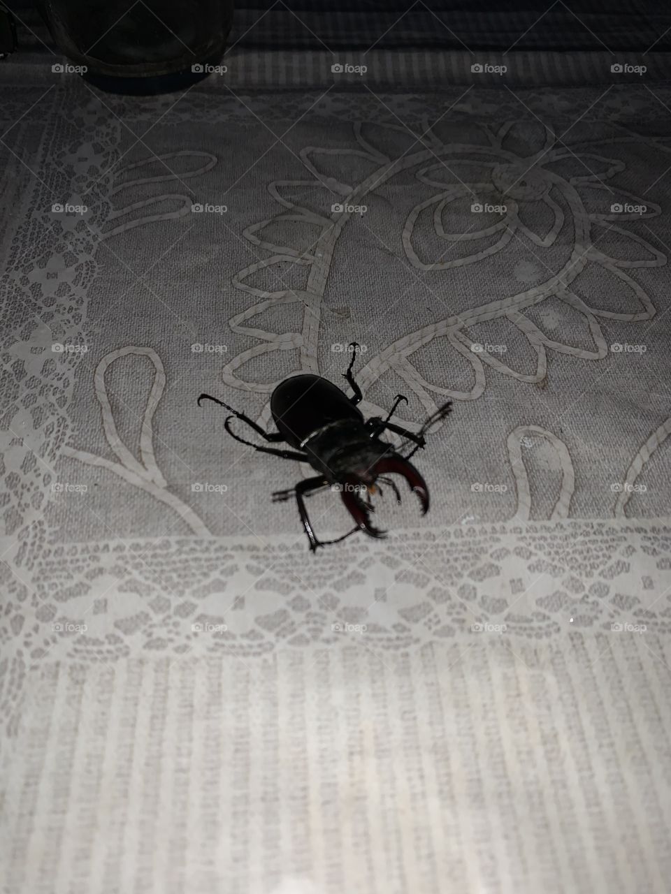 Beetle,big beetle, natural,nice beetle